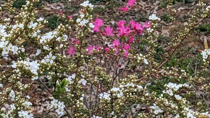 花の丘 柴田に咲いてた花たち