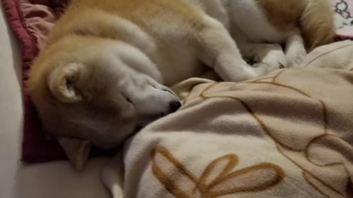 急に暑くなって・・クリンが変だよ