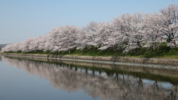百間川ふれあいロードの桜並木