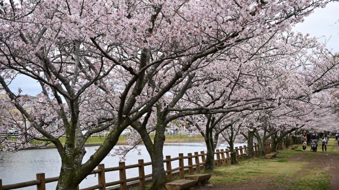 ◆満開の桜を尼が台総合公園で(長生村)