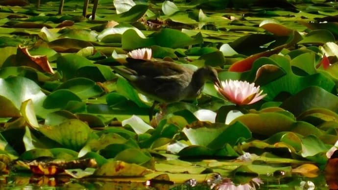 今年も玉泉館跡地公園でバンの若鳥