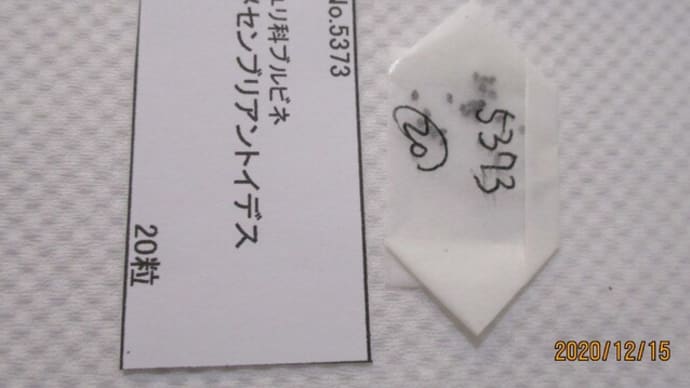 2020冬の実生チャレンジ その1