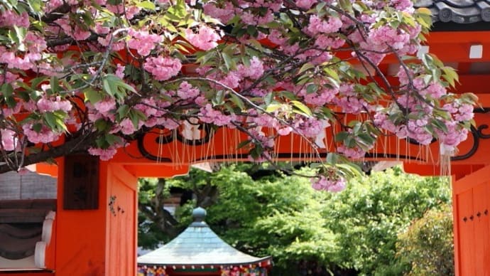 京都・’２２桜「八坂庚申堂」八重桜