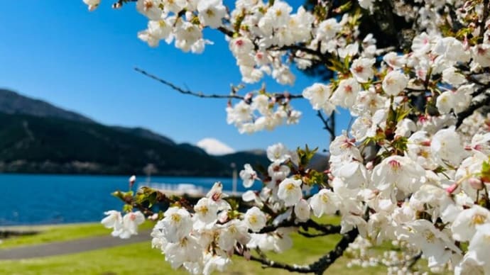 【箱根園】芦ノ湖畔で一足『遅い』桜満喫お花見体験