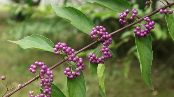 秋の美しい花と実と昆虫たち 2020