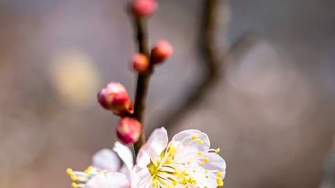 H3二号機成功したね、月世界の花も咲いてる!