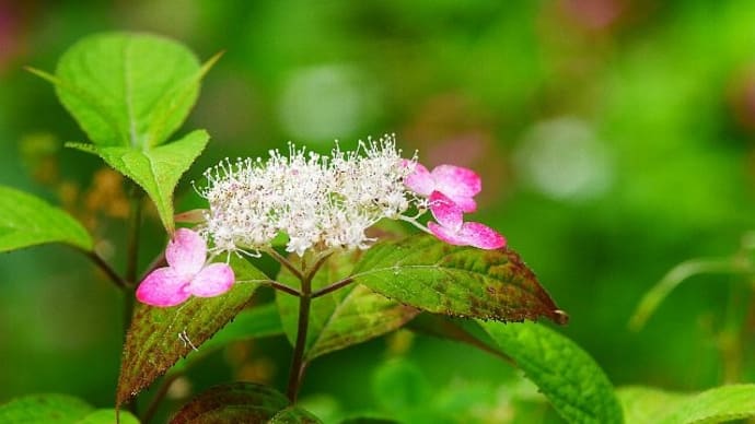 水無月~色づく紫陽花