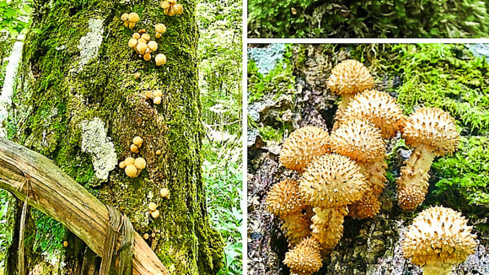 北海道標茶町権兵衛さん林道の奥で、美麗なスギタケモドキの幼菌を見つけました