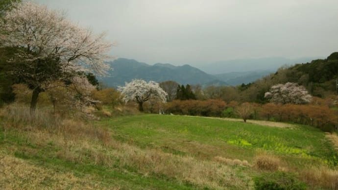 篠窪（しのくぼ）の桜は　パステルカラーの世界（速報　2021/03/22)