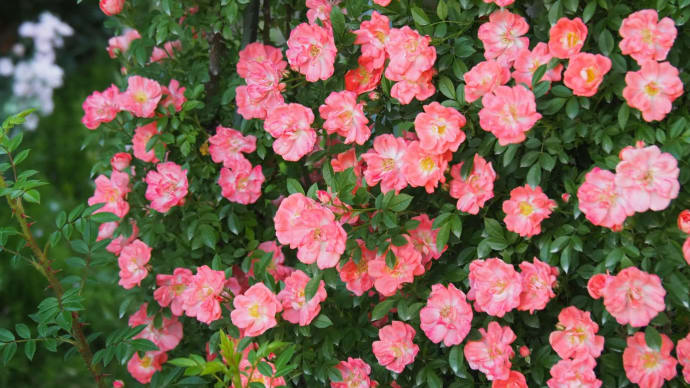 朝撮りの花・・・