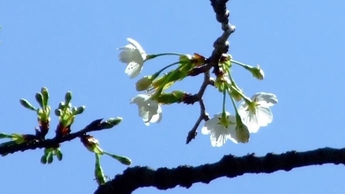 長沢「月光桜」~勝手に開花宣言!