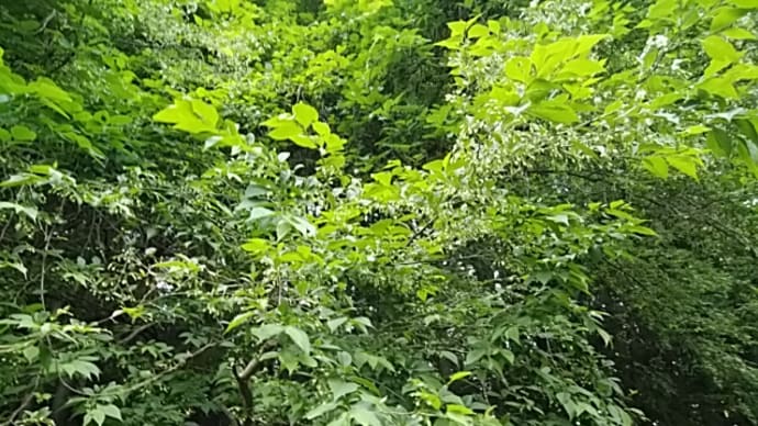 長谷川素逝/しきりなる落花の中に幹はあり