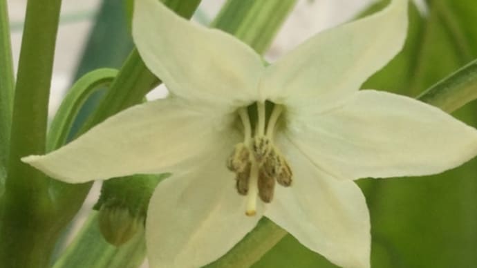 イタリアン野菜【こだわりの苗】パレルモ君が2mの高さに…!(◎_◎;)真夏が大好き品種