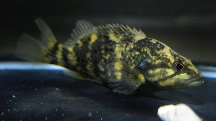 だから飼う魚には向かないってば…