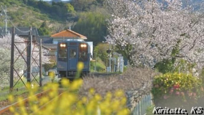 桜と天浜線