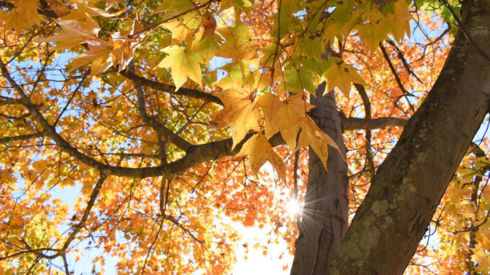 秋天の黄葉、紅葉の彩り。