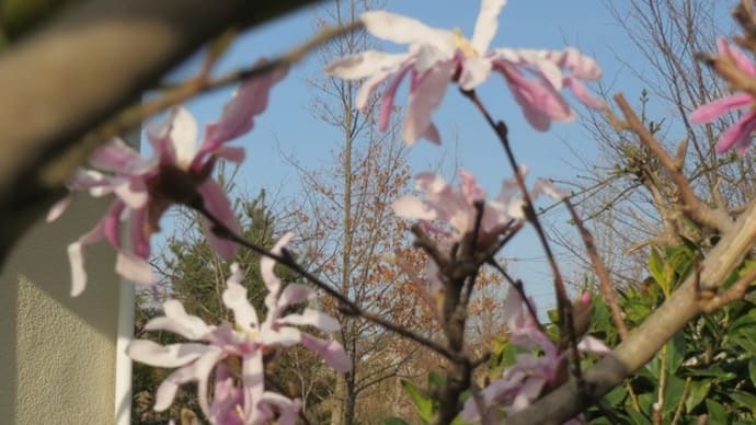 仙台でも桜開花とか