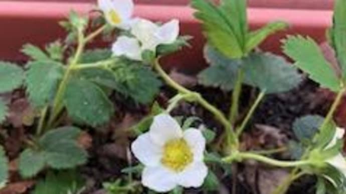 いちごの花が咲いてます