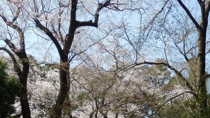 さくらにもウグイス鳴いて東照宮・信綱桜も満開
