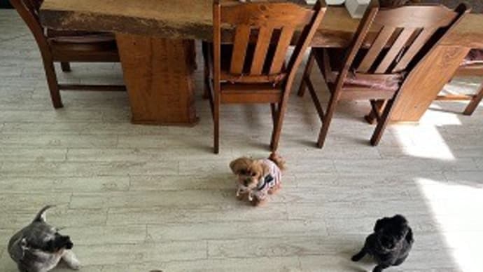 小春ちゃんは最強と再認識したところで、1週間のお仕事が無事終了しました!
