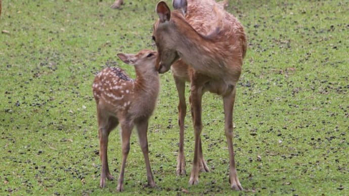 子鹿のシーズン!奈良公園に行ってきました🦌