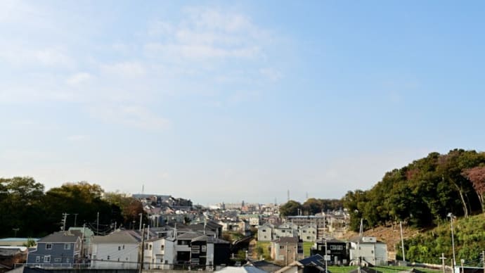 11月17日 水耕栽培41日目
