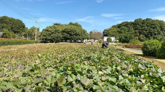 無肥料芋掘りの撮影