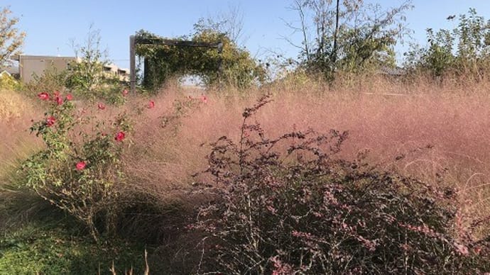 秋の花を愛でに～～～～＠高松