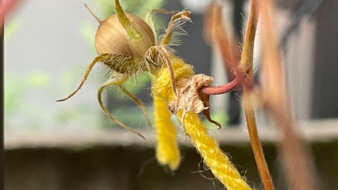 青葉の収穫は全て終了