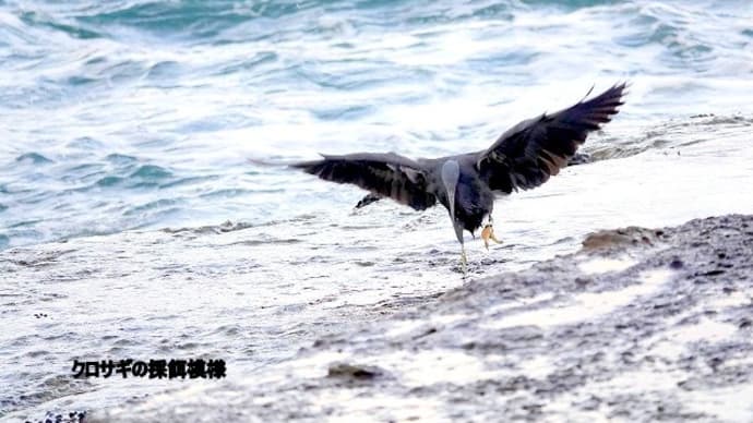 12/17探鳥記録写真:狩尾岬の鳥たち(クロサギの採餌模様、ウミウ、)