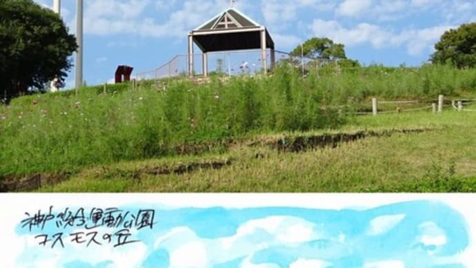 コスモスの丘