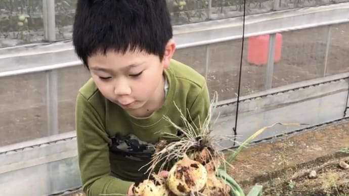 玉ねぎ収穫