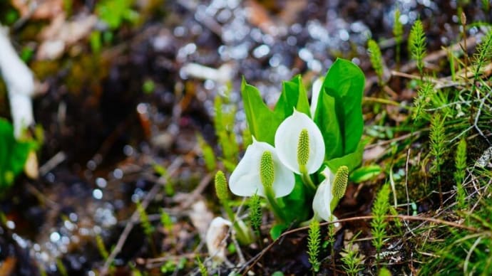 越本水芭蕉の森 その1(群馬県片品村 2025.4.29撮影)