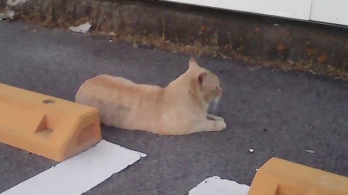 リシャフト
