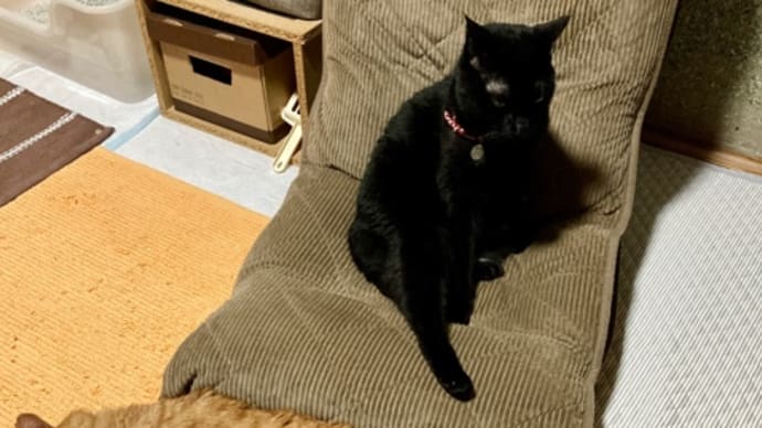 黒猫専用座椅子