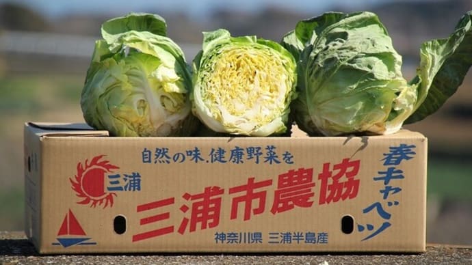 食材探検　おかわり！にっぽん NHK 「春だいこん～神奈川・三浦市～」