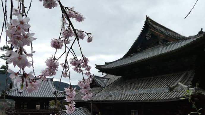 <一心不乱に咲き誇る、それぞれの生き様に愛されて。 ~西国第8番 長谷寺&番外 法起院>