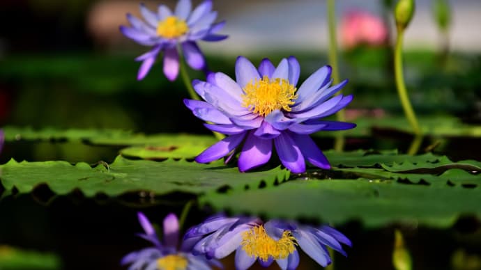 水生植物公園みずの森　温室の花々　１