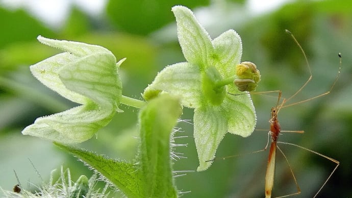 入間川河畔の野の草を撮る