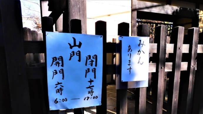 2022・12・8 今年も豪徳寺のミカンの季節