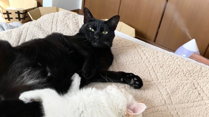 トノヒメ、交互に起きて一緒に寝て起きるカワイイ