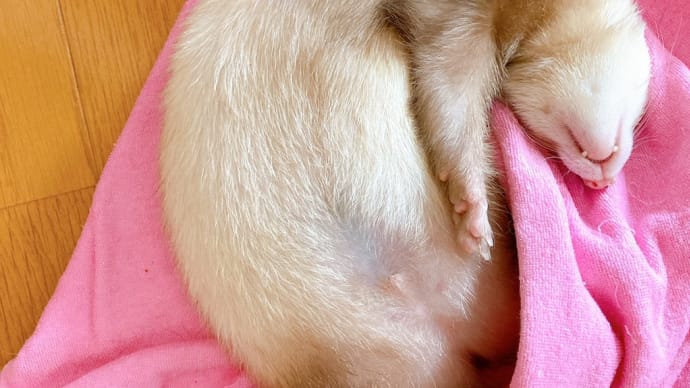 可愛い寝方～何がどうなっているかわからない寝方💦