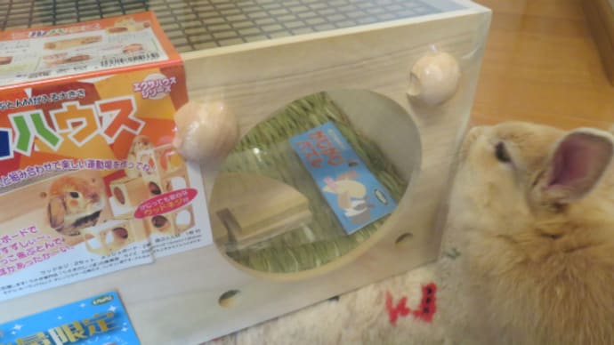 うさぎ学長!わちゃまる君!(その21)建売住宅、わちゃまる君