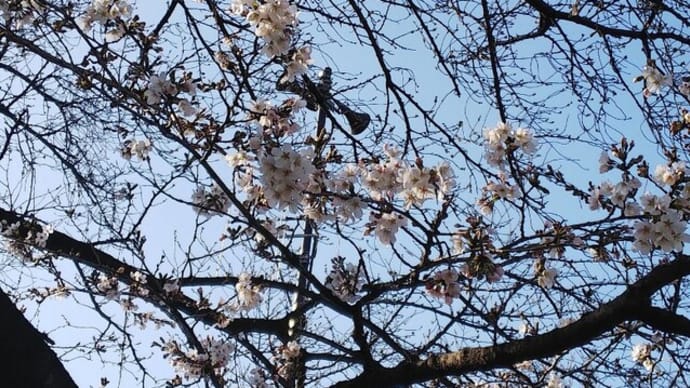 桜　咲いてました♪