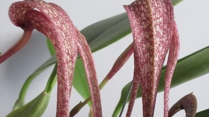 今季2度目の花バルボフィラム・ロンギセパラム Bulb. longisepalum