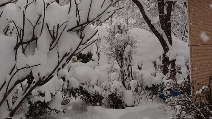 ☆今日も雪