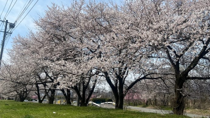 満開の桜の下をジョギング〜