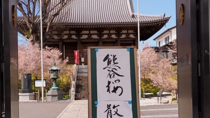 石上寺の熊谷桜