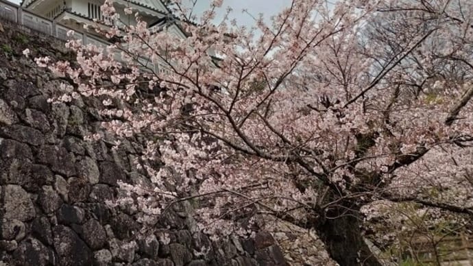 お花見2(豊橋公園・吉田城)