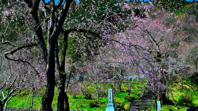 興徳寺の枝垂れ桜